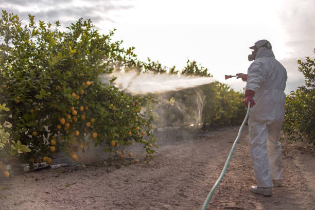 Best Wasp Removal Services  in Cordova, AL