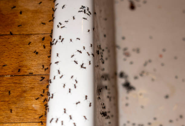 Best Insect Control  in Cordova, AL